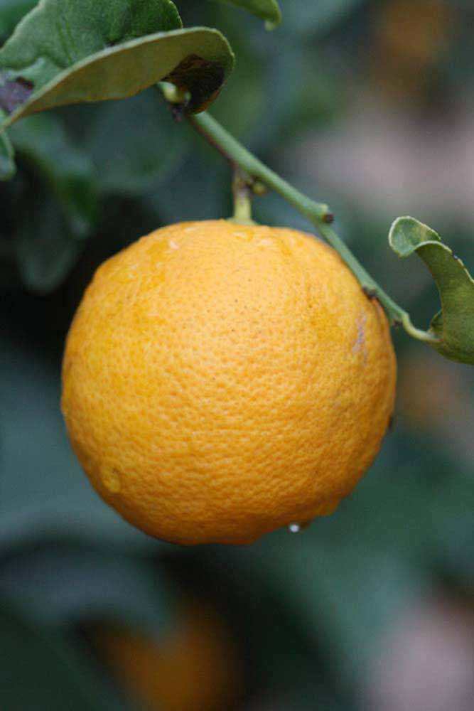            Fruit (Jullundri Khatti, Riverside, CA)   